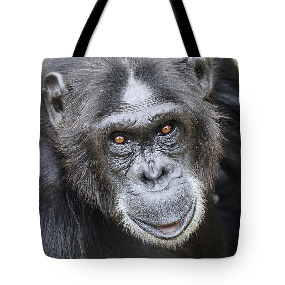 Hiroya Minakuchi Tote Bag featuring the photograph Chimpanzee Portrait Ol Pejeta by Hiroya Minakuchi