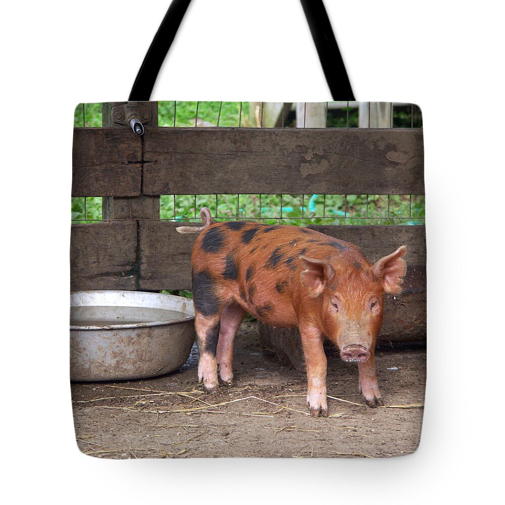 Agricultural Tote Bag featuring the photograph Chinapoll-tamworth Piglets #2 by Bonnie Sue Rauch