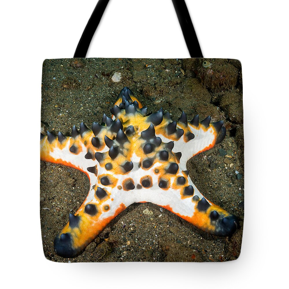 Chocolate Chip Sea Star Tote Bag featuring the photograph Chocolate Chip Sea Star #2 by Andrew J. Martinez