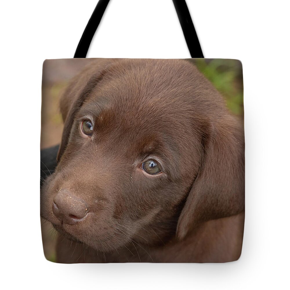 7 Weeks Old Tote Bag featuring the photograph Chocolate Labrador Retriever Puppy #2 by Linda Arndt
