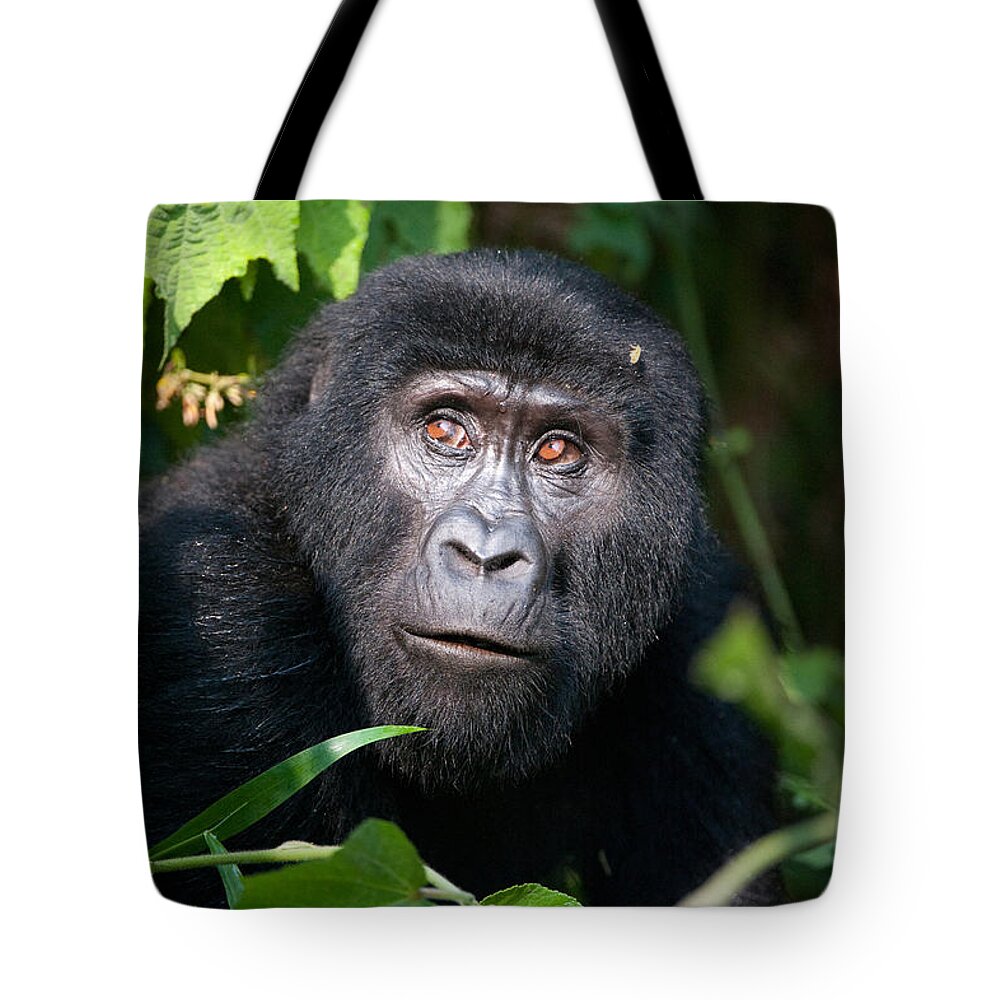 Photography Tote Bag featuring the photograph Close-up Of A Mountain Gorilla Gorilla #2 by Panoramic Images