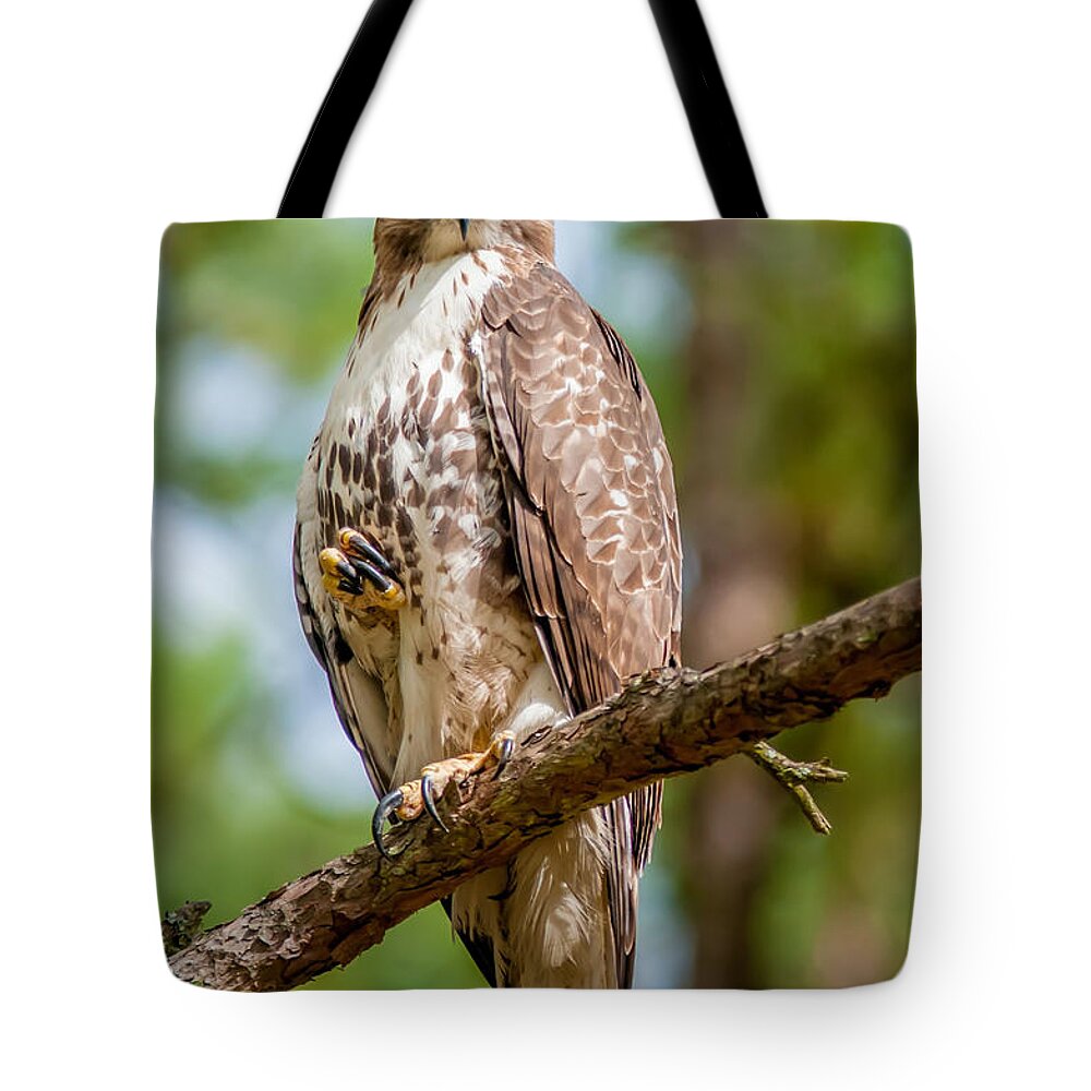 Hawk Tote Bag featuring the photograph Coopers Hawk Perched On Tree Watching For Small Prey #2 by Alex Grichenko