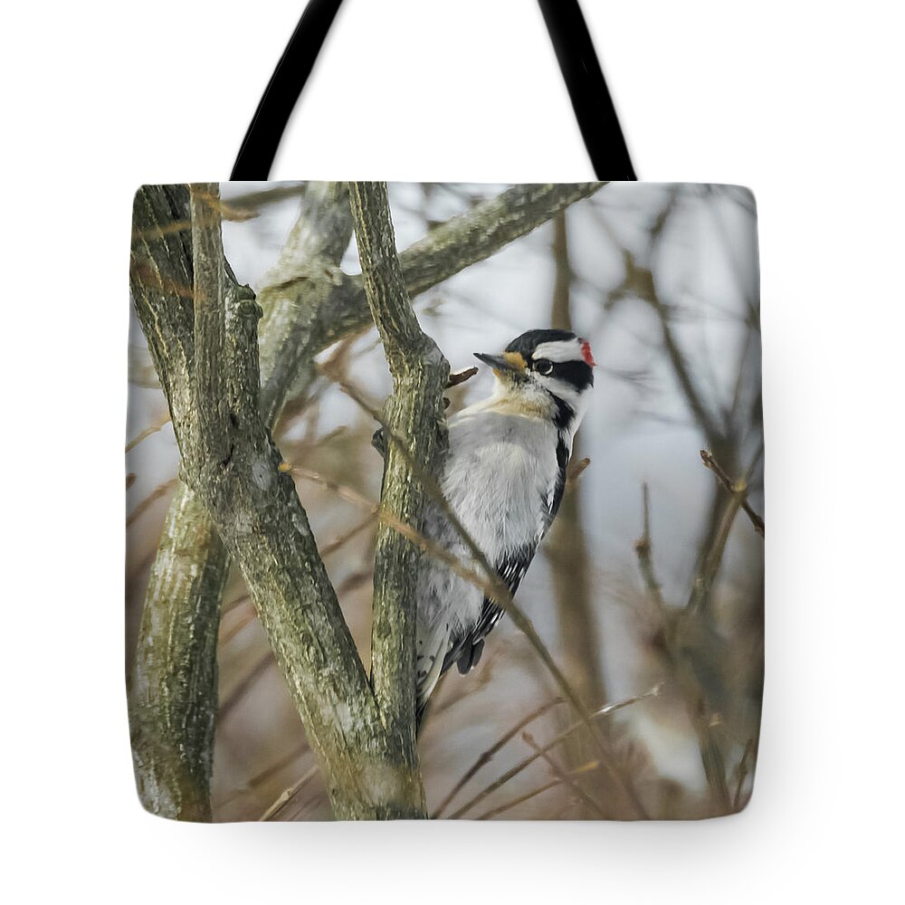 Woodpecker Tote Bag featuring the photograph Downy Woodpecker by Holden The Moment