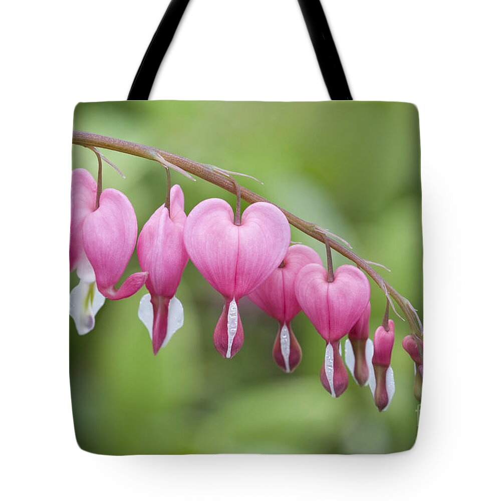 Bleeding Hearts Tote Bag featuring the photograph Hang in There by Patty Colabuono