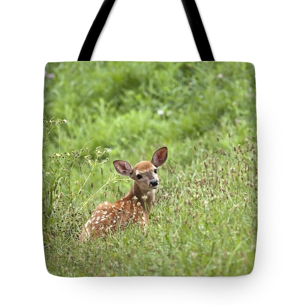 White Tailed Tote Bag featuring the photograph Fawn Series by Jeannette Hunt