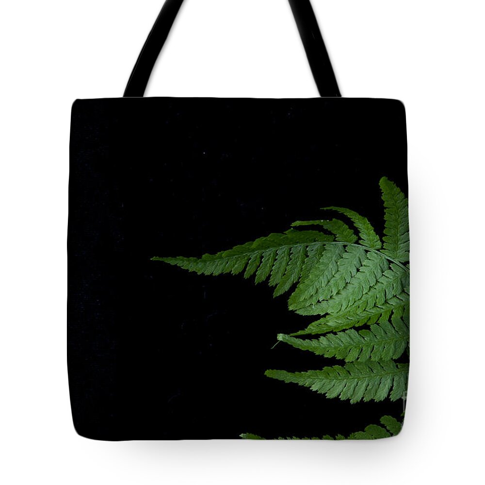 Fern Tote Bag featuring the photograph Fern II #1 by Alana Ranney