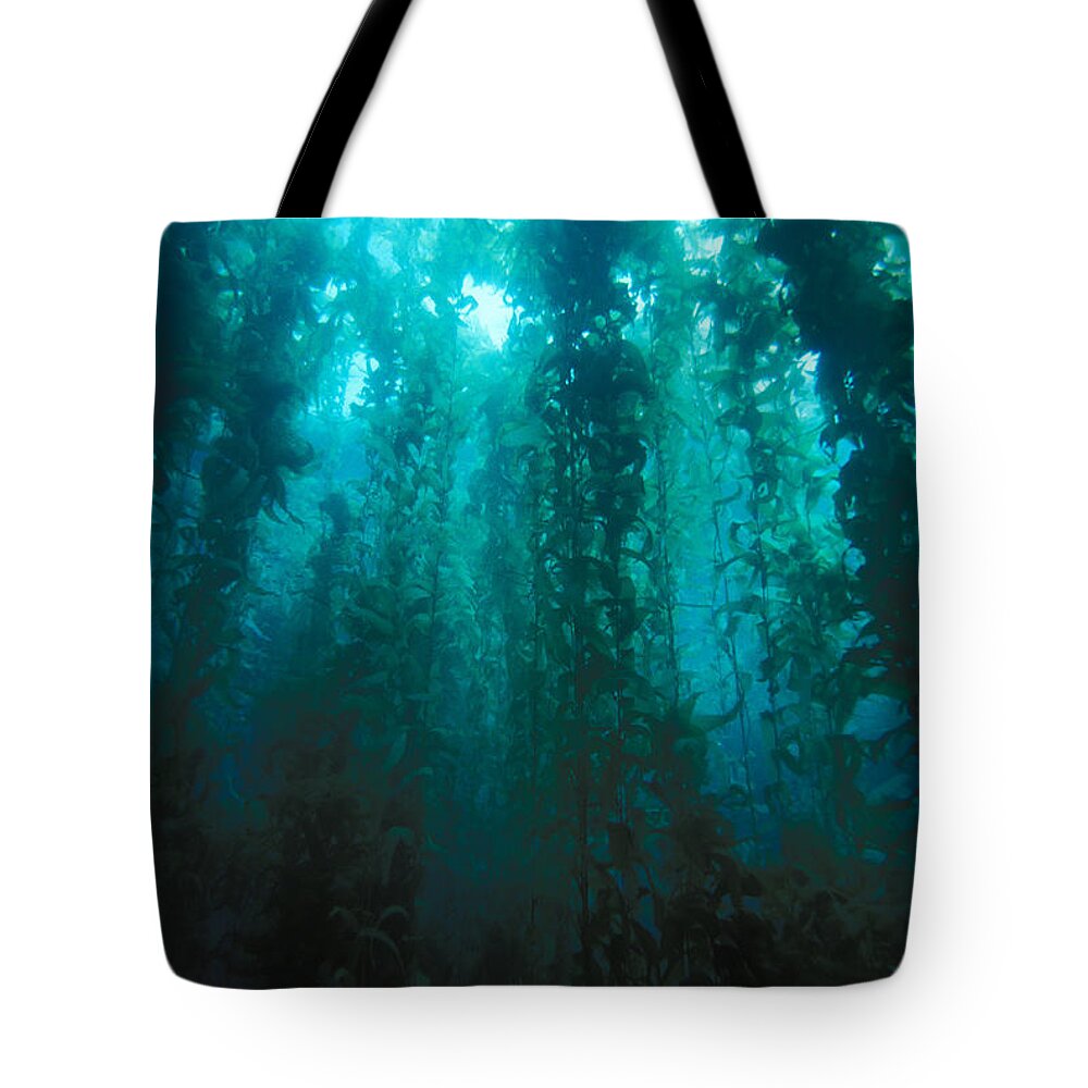 Algae Tote Bag featuring the photograph Forest Of Giant Kelp #2 by Greg Ochocki