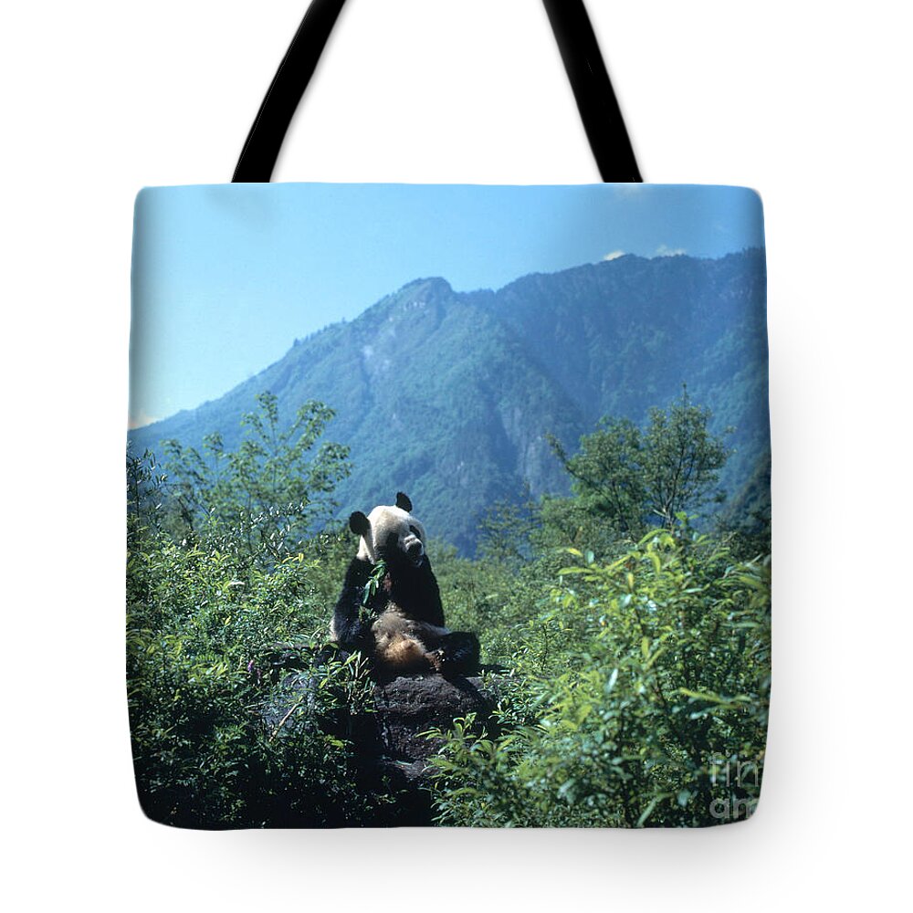 Giant Panda Tote Bag featuring the photograph Giant Panda #2 by Hans Reinhard
