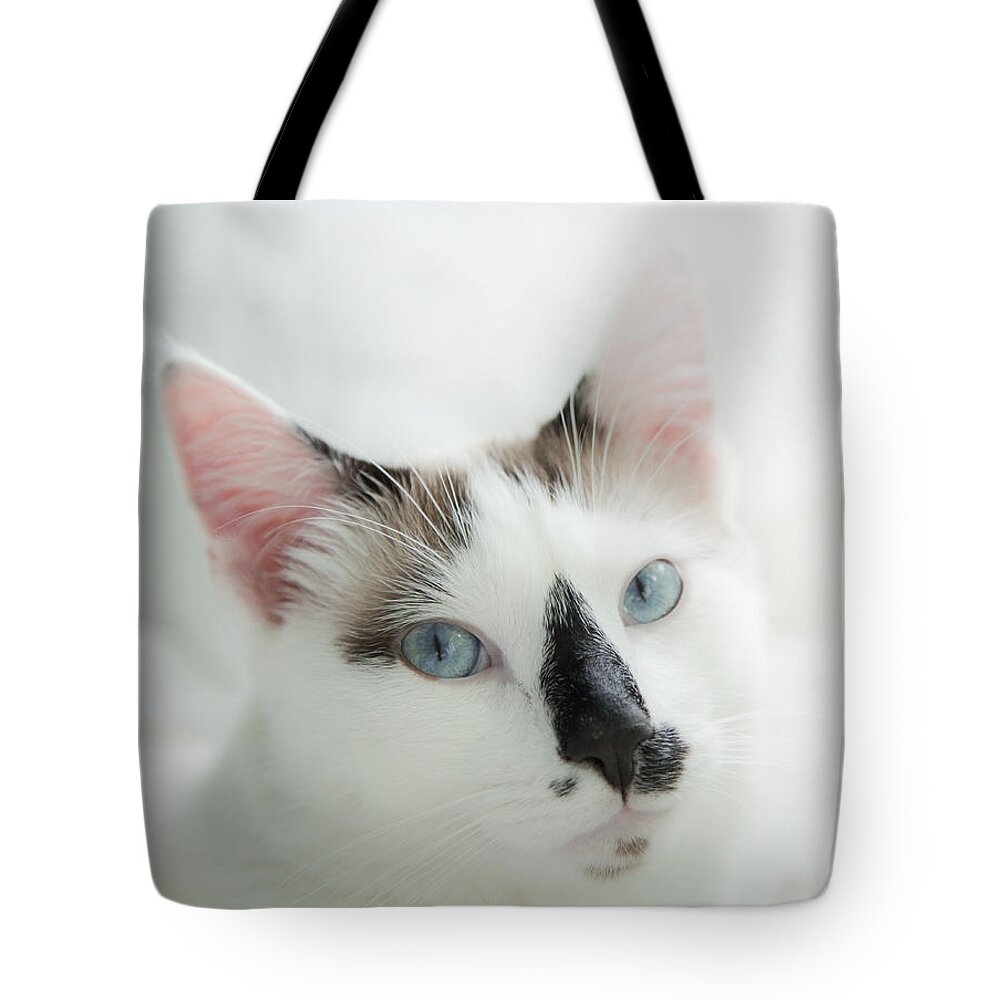 Domestic Cat Tote Bag featuring the photograph Hamish by Theresa Tahara