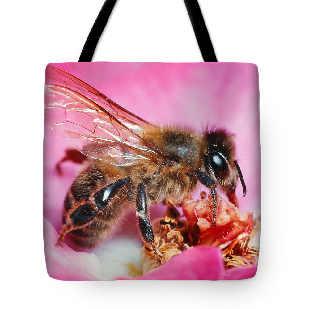 And Flower Tote Bag featuring the photograph Honeybee #2 by Harry Rogers