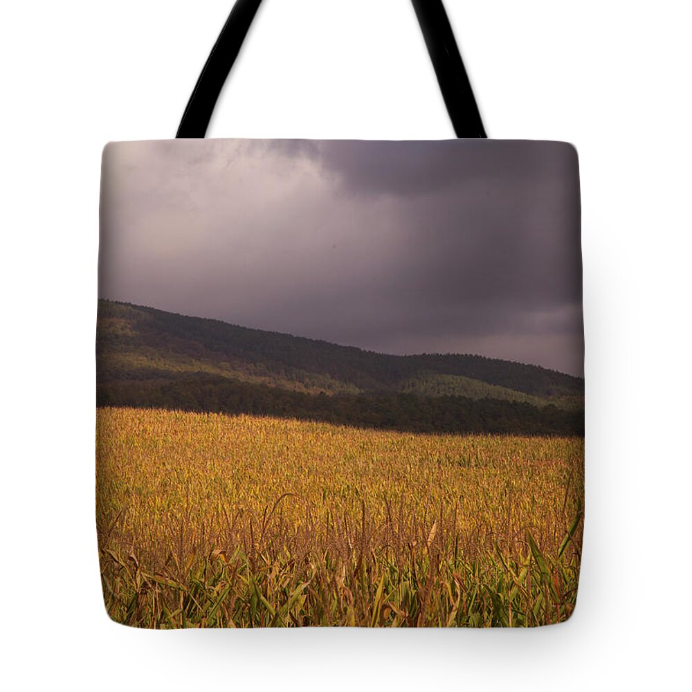 Tranquility Tote Bag featuring the photograph Late Fall Corn Fields, Tuscany #2 by Caroyl La Barge