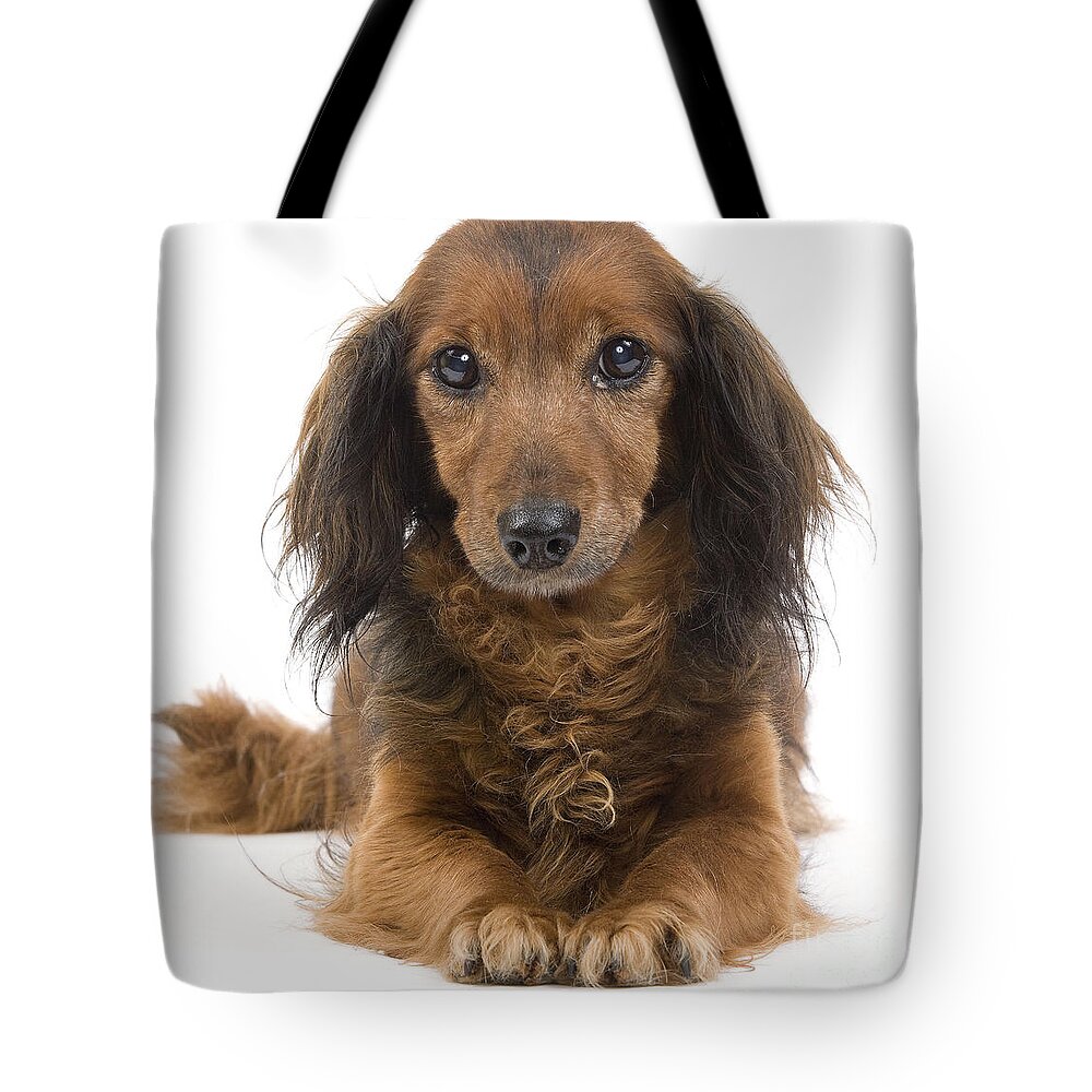 Dachshund Tote Bag featuring the photograph Long-haired Dachshund #3 by Jean-Michel Labat
