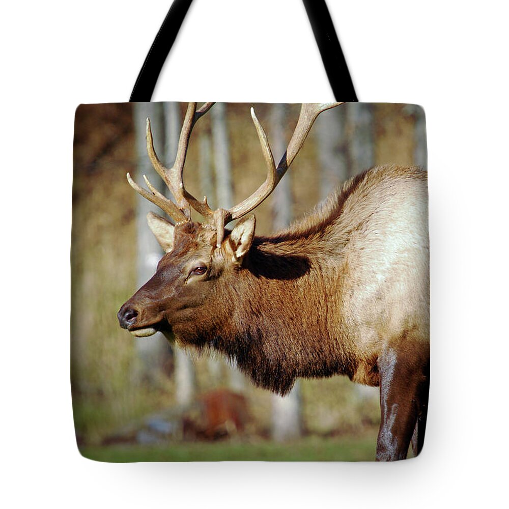 Male Elk Tote Bag featuring the photograph Male Elk by Crystal Wightman