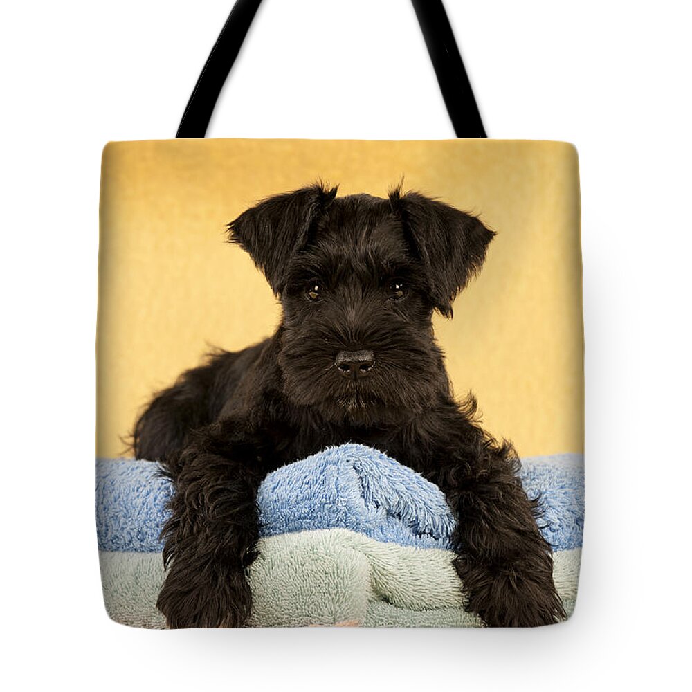 Dog Tote Bag featuring the photograph Miniature Schnauzer Puppy by John Daniels