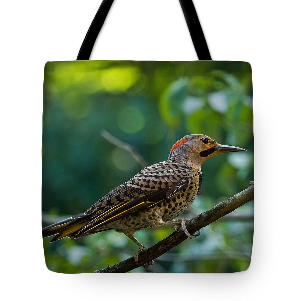 Northern Flicker Tote Bag featuring the photograph Northern Flicker Woodpecker by Robert L Jackson