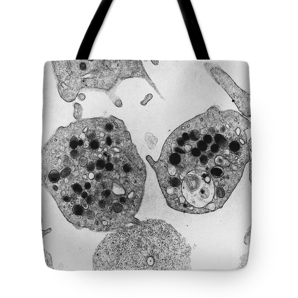 Science Tote Bag featuring the photograph Platelets Tem #2 by David M. Phillips