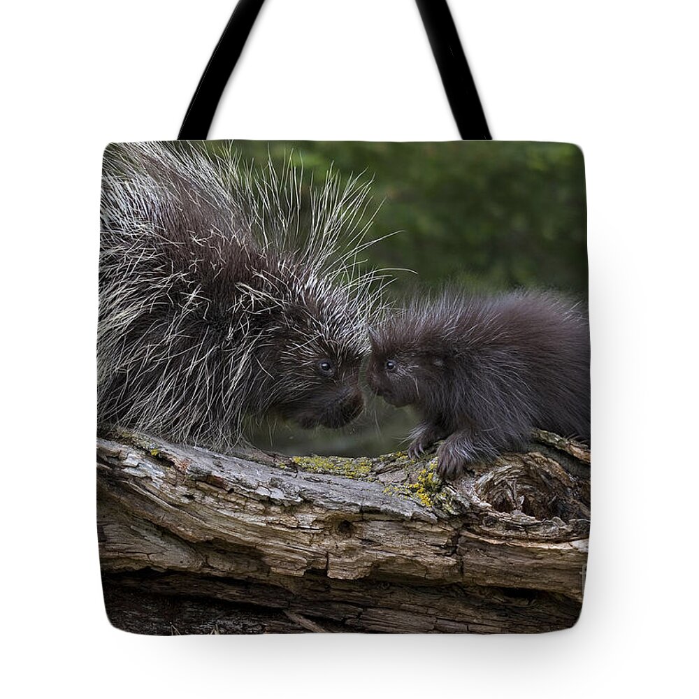 Porcupine Tote Bag featuring the photograph Porcupines #2 by Linda Freshwaters Arndt