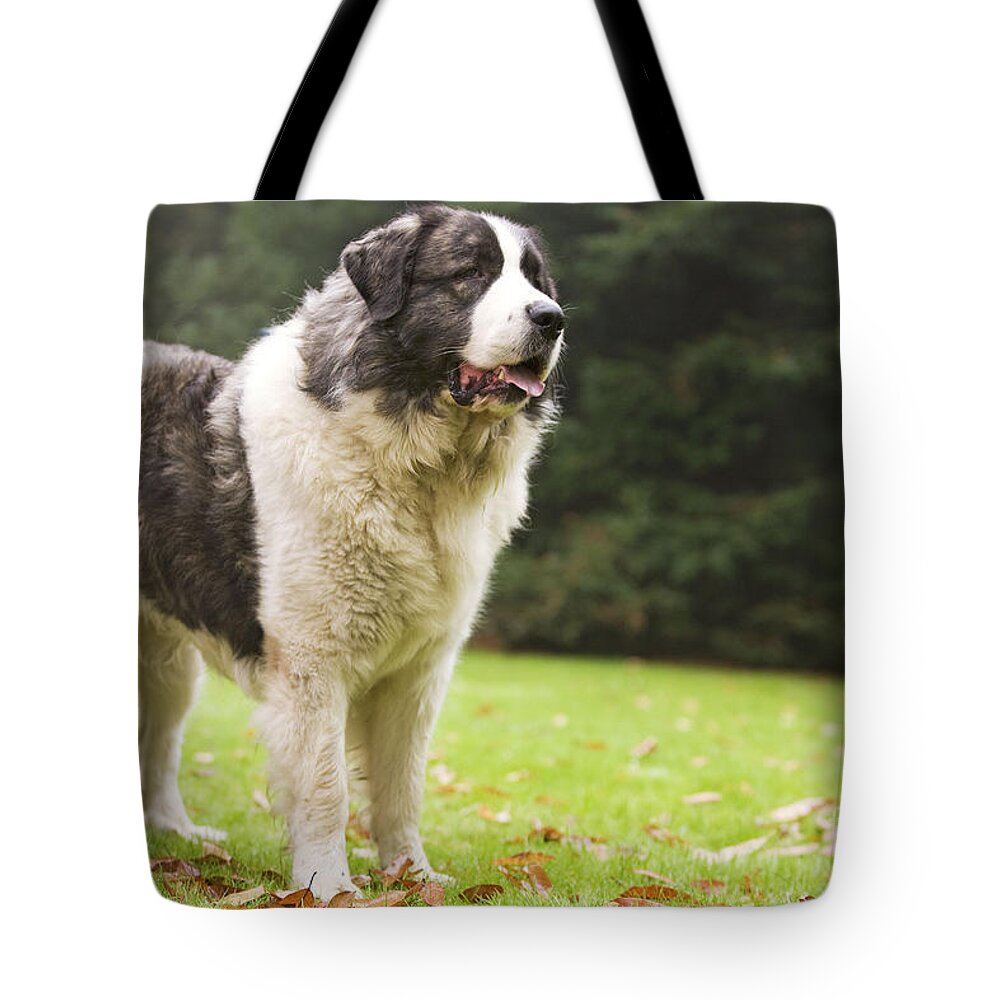 Dog Tote Bag featuring the photograph Pyrenean Mastiff #2 by Jean-Michel Labat