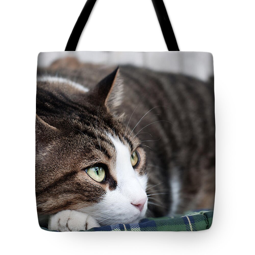 Cat Tote Bag featuring the photograph Relax #3 by Laura Melis