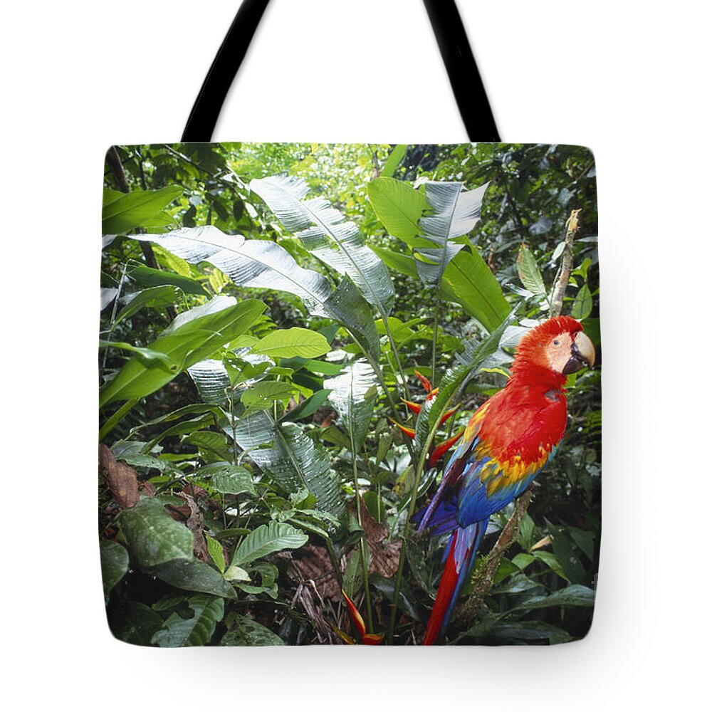 Full Length Tote Bag featuring the photograph Scarlet Macaw #2 by Art Wolfe