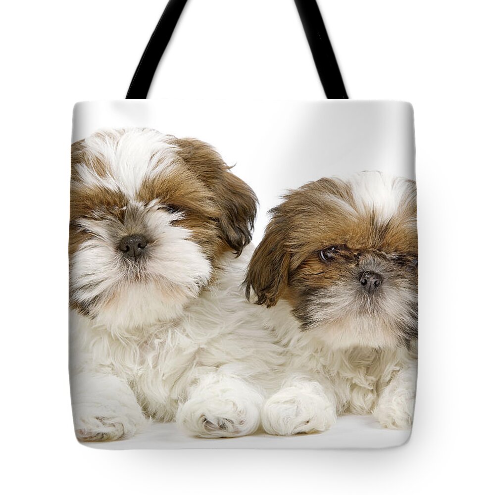 Dog Tote Bag featuring the photograph Shih Tzu Puppy Dogs #2 by Jean-Michel Labat