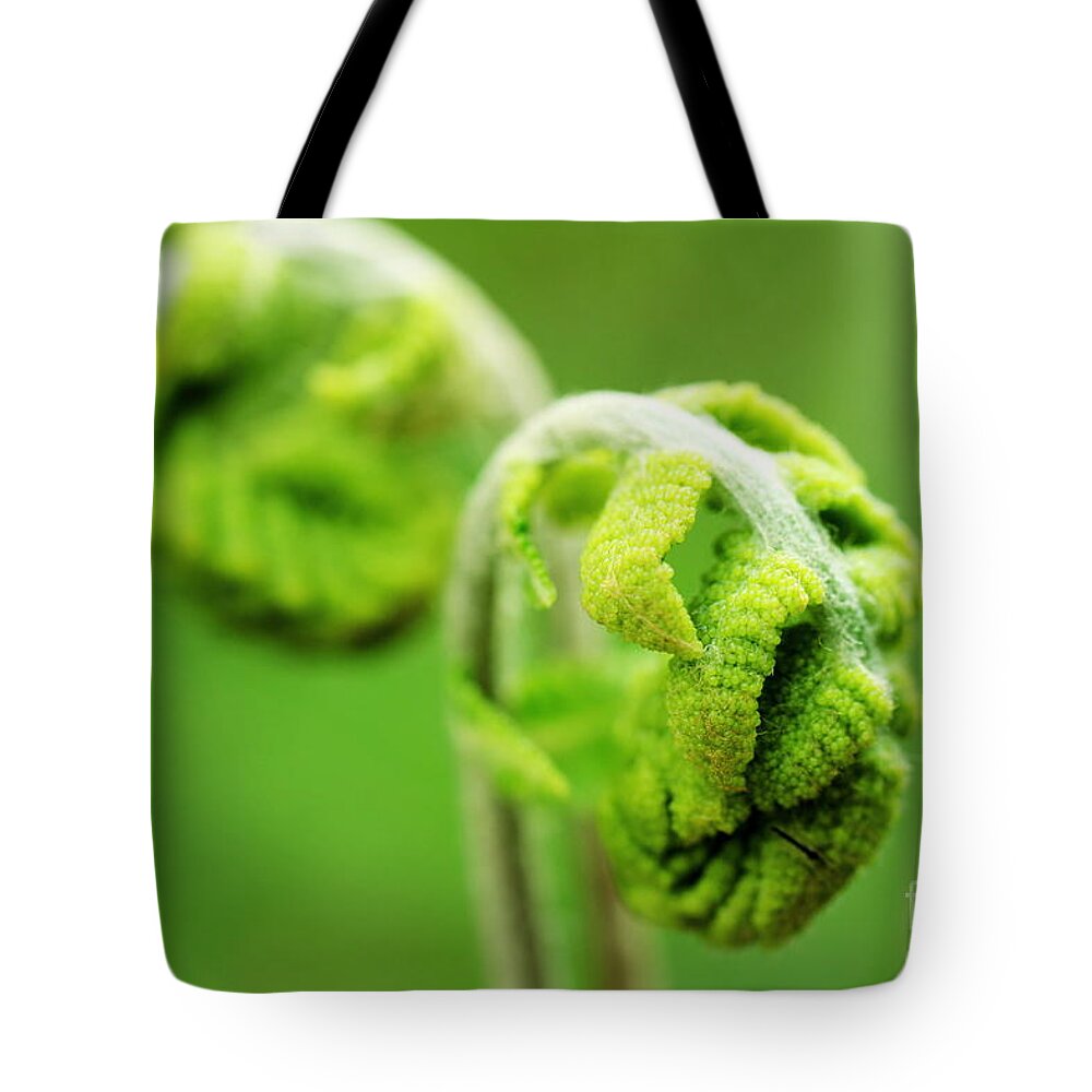 Fern Tote Bag featuring the photograph Spring Fern #2 by David Rucker