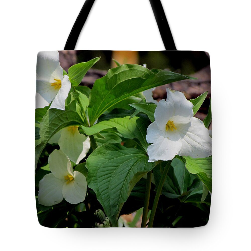 Trillium Tote Bag featuring the photograph Springtime Trillium #2 by David T Wilkinson