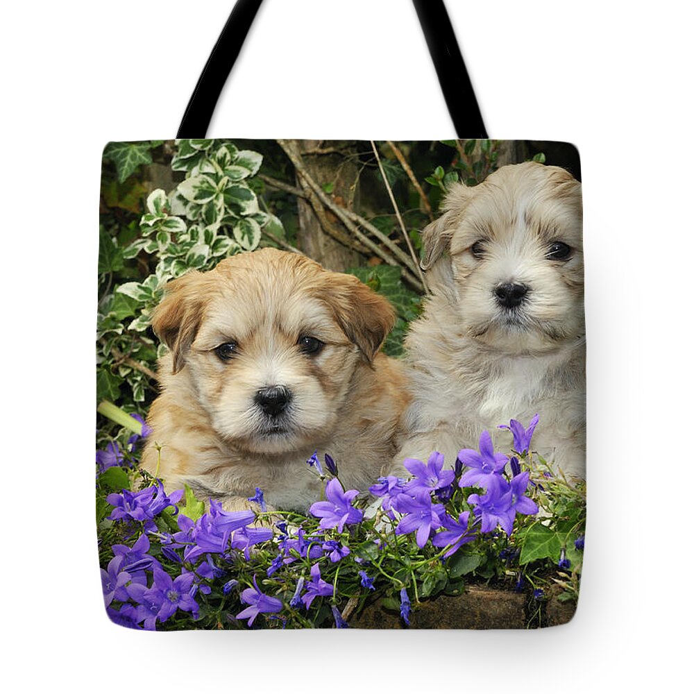 Dog Tote Bag featuring the photograph Teddy Bear Puppy Dogs #1 by John Daniels