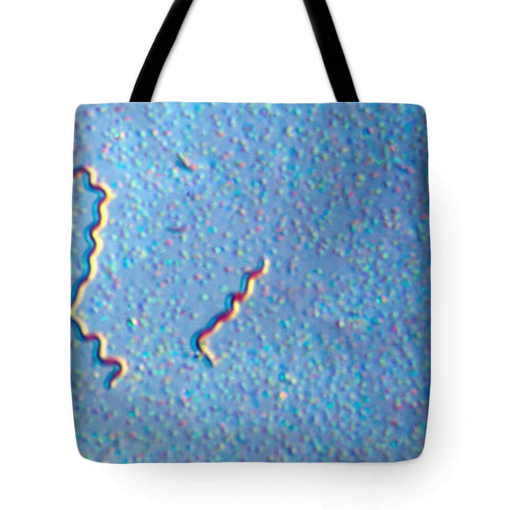 Aerobic Bacteria Tote Bag featuring the photograph Treponema Pallidum, Lm #2 by Michael Abbey