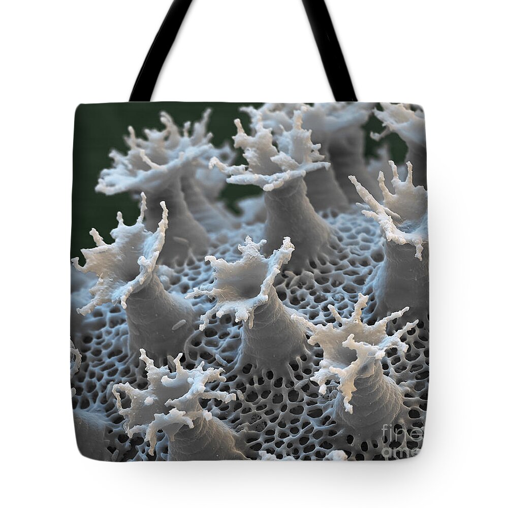 Macrobiotus Sapiens Tote Bag featuring the photograph Water Bear Egg #2 by Eye of Science and Science Source