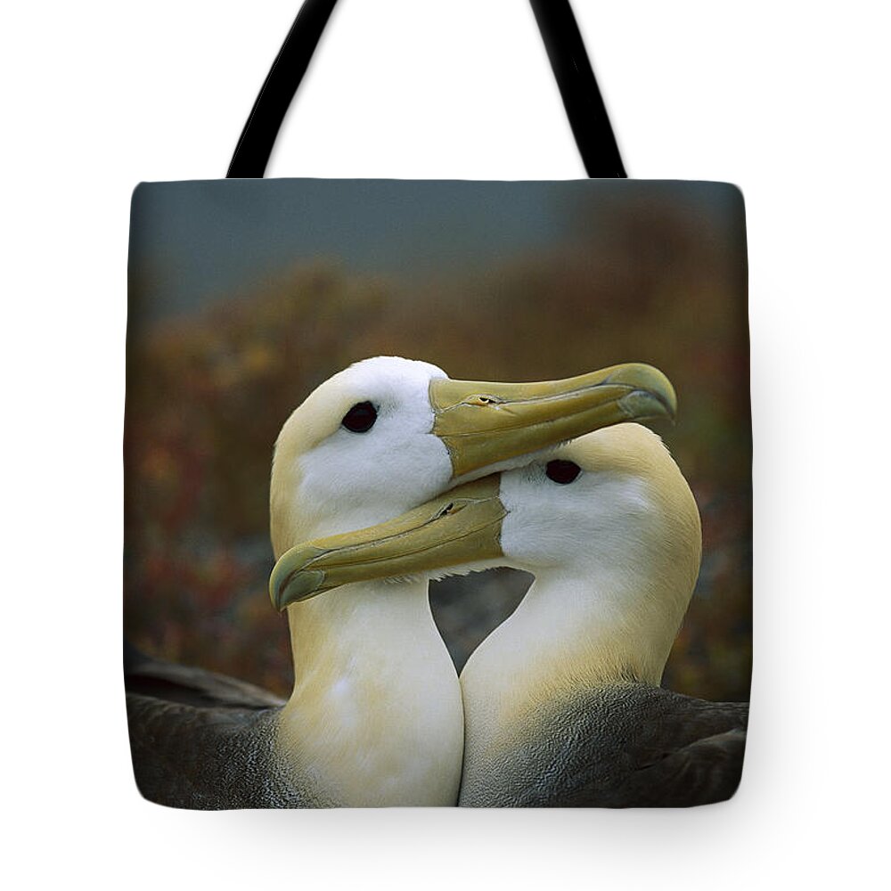 Feb0514 Tote Bag featuring the photograph Waved Albatross Pair Bonding Galapagos #2 by Tui De Roy
