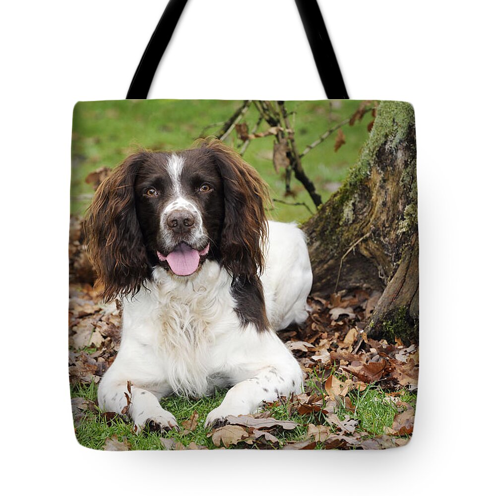 Dog Tote Bag featuring the photograph English Springer Spaniel by John Daniels