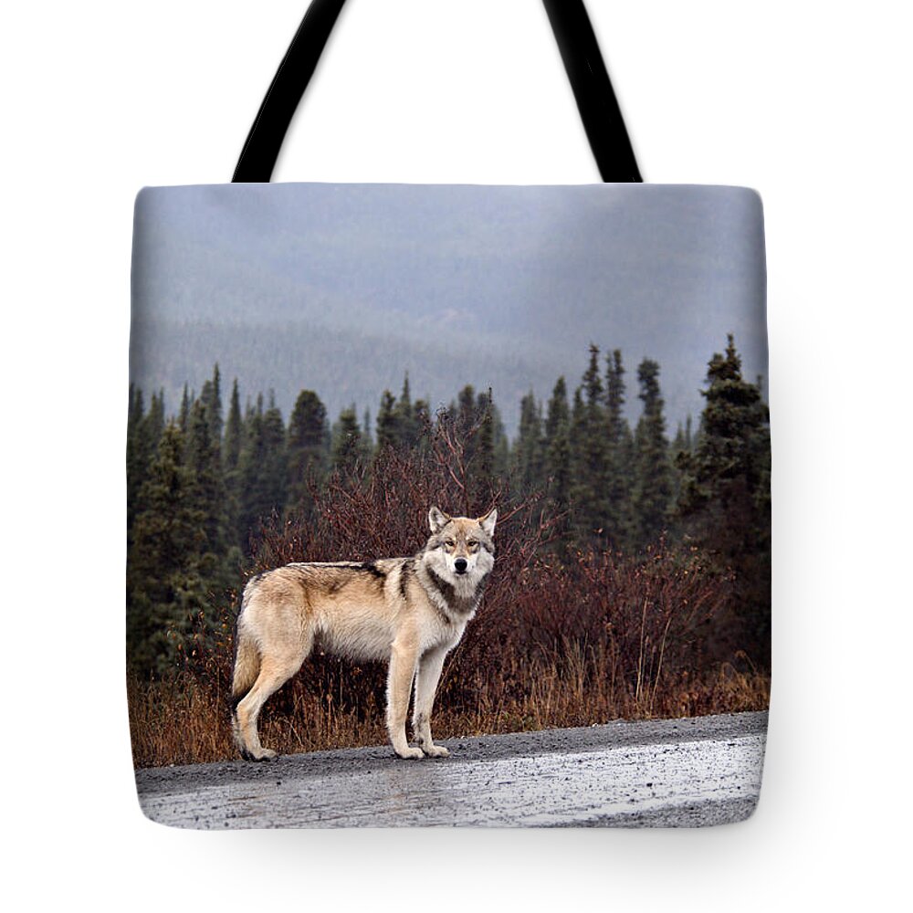 Animal Tote Bag featuring the photograph Gray Wolf #23 by Mark Newman