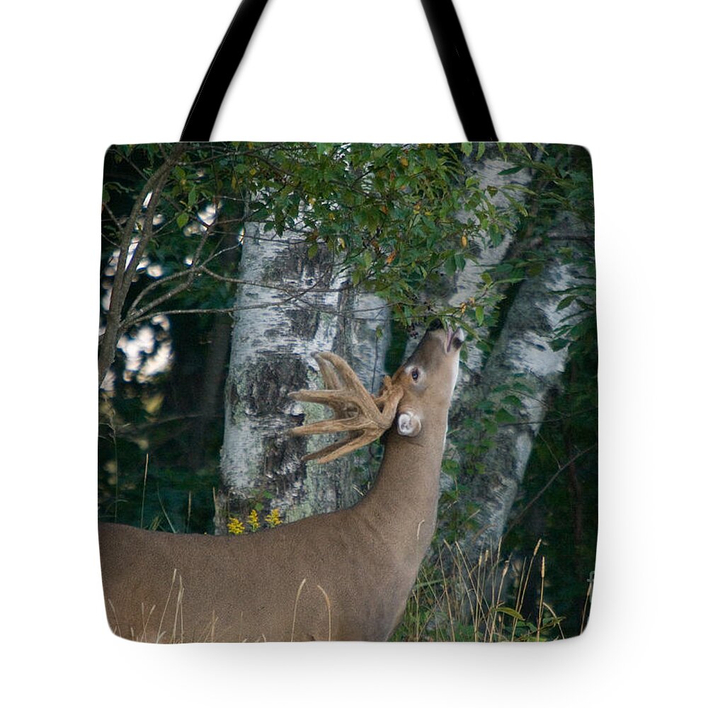 North America Tote Bag featuring the photograph White-tailed Buck #28 by Linda Freshwaters Arndt
