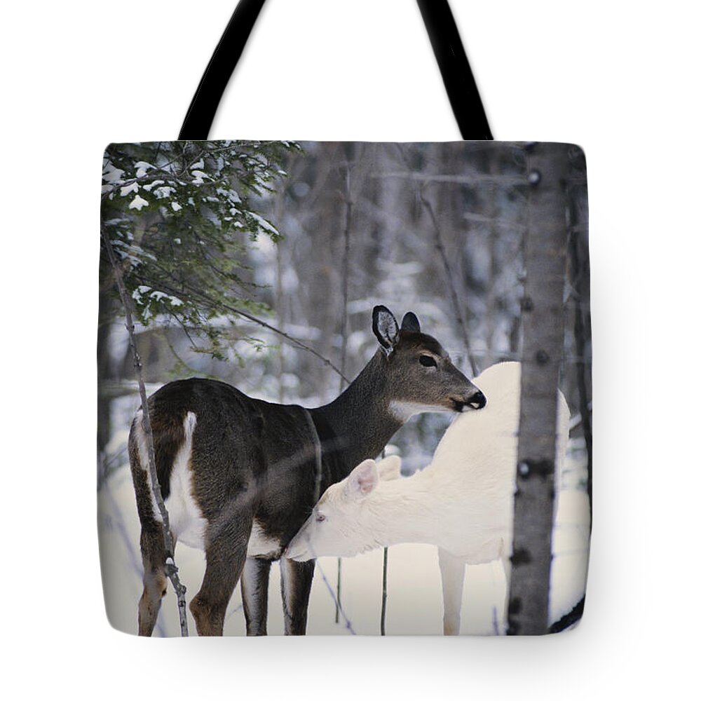 Nature Tote Bag featuring the photograph Albino And Normal White-tailed Deer by Thomas & Pat Leeson