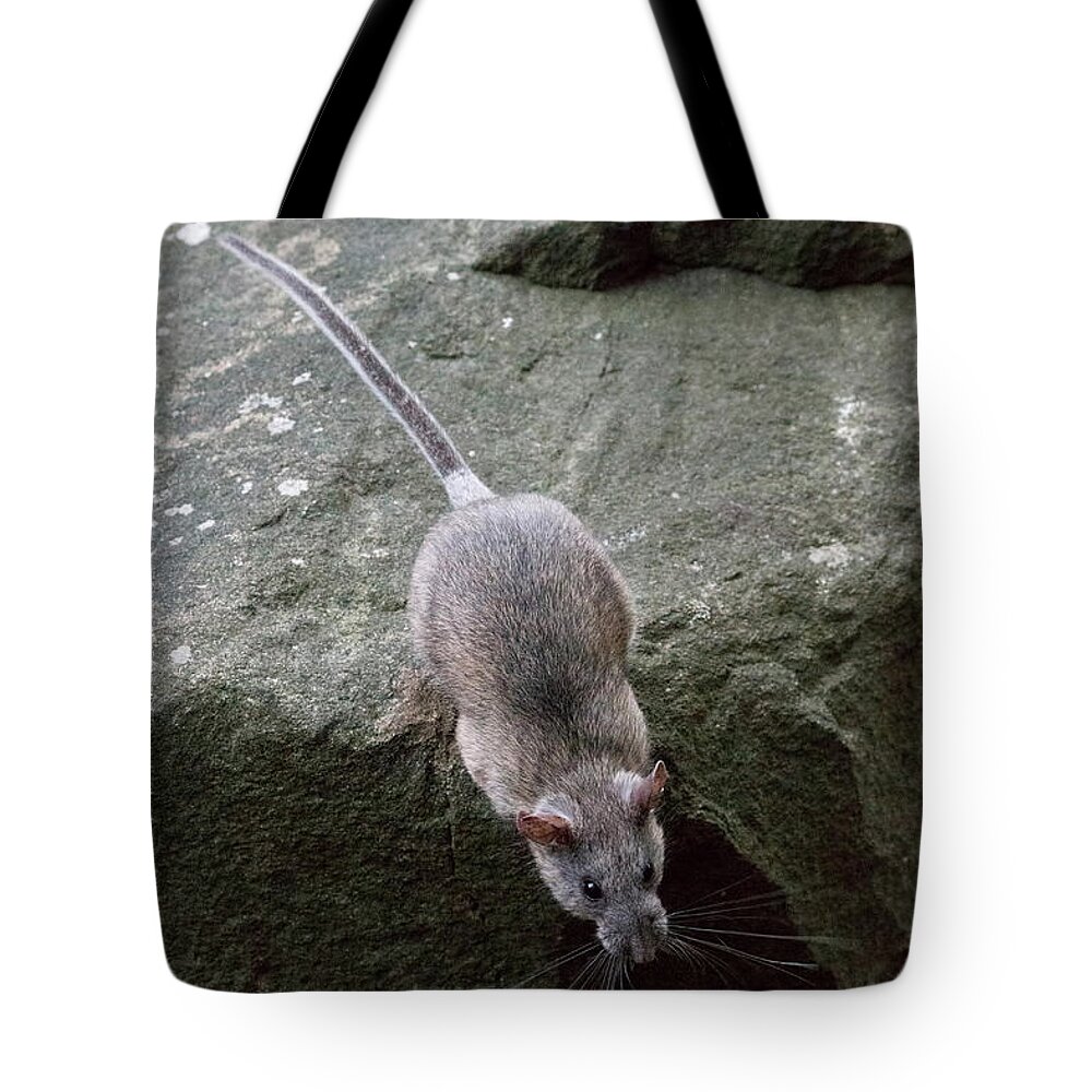 Allegheny Woodrat Tote Bag featuring the photograph Allegheny Woodrat Neotoma Magister #3 by David Kenny