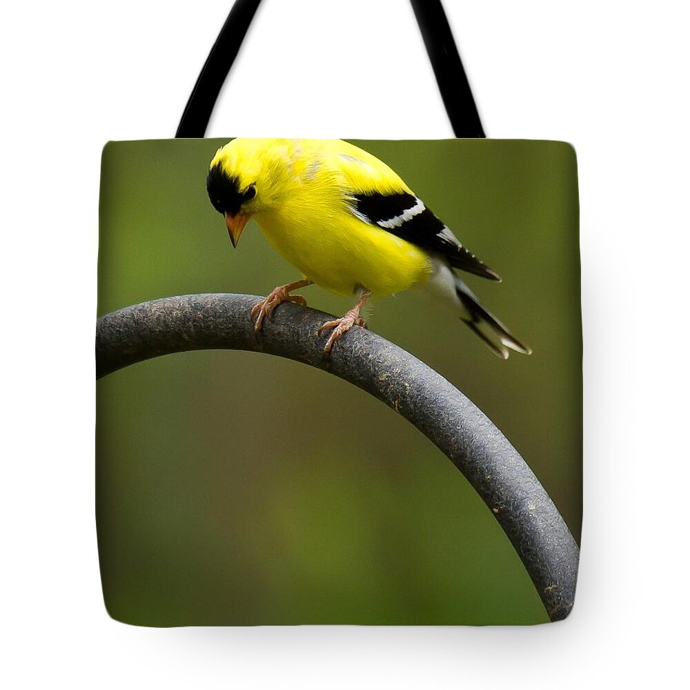 Goldfinch Tote Bag featuring the photograph American Goldfinch #3 by Robert L Jackson