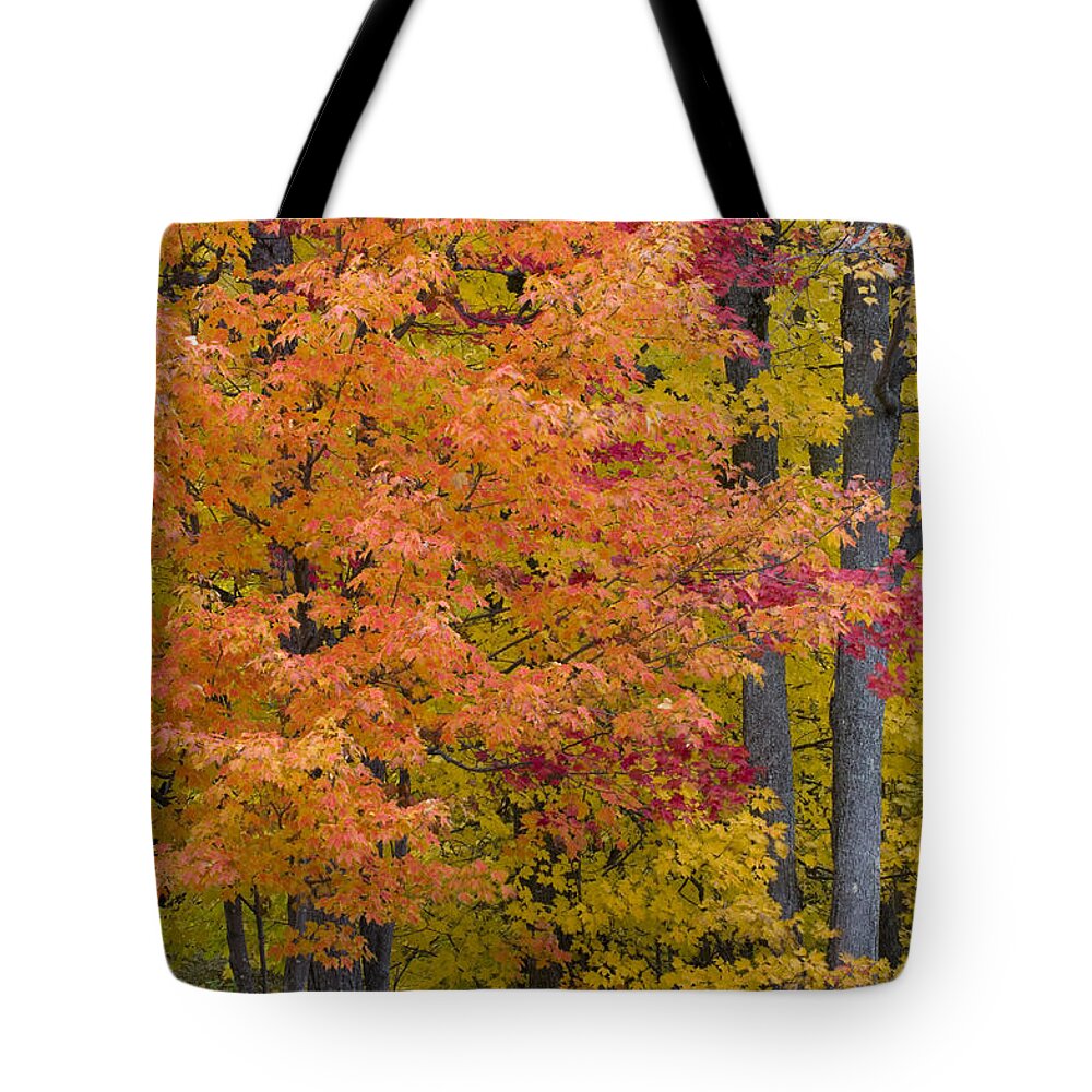 Autumn Tote Bag featuring the photograph Autumn Forest #3 by John Shaw