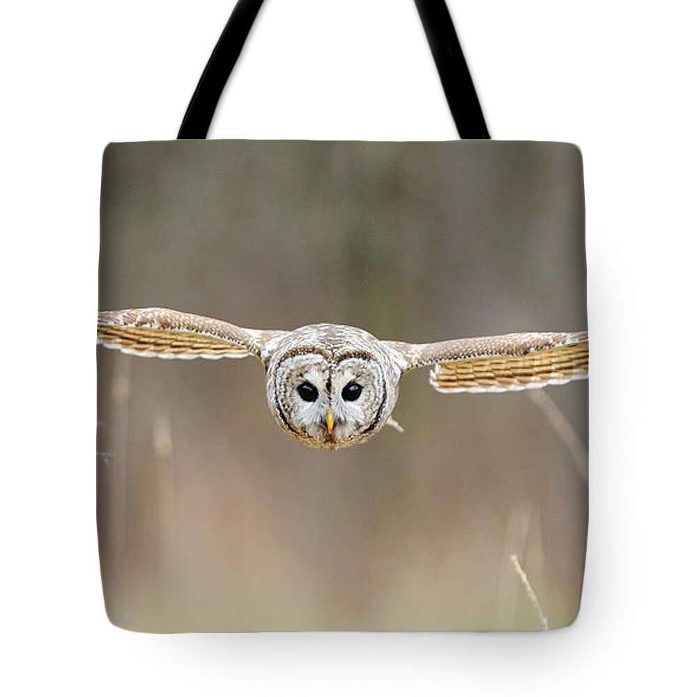 Barred Owl Tote Bag featuring the photograph Barred Owl In Flight #5 by Scott Linstead