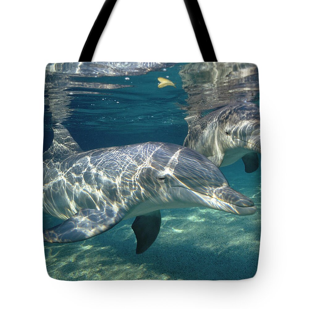 Feb0514 Tote Bag featuring the photograph Bottlenose Dolphin Pair Hawaii #3 by Flip Nicklin