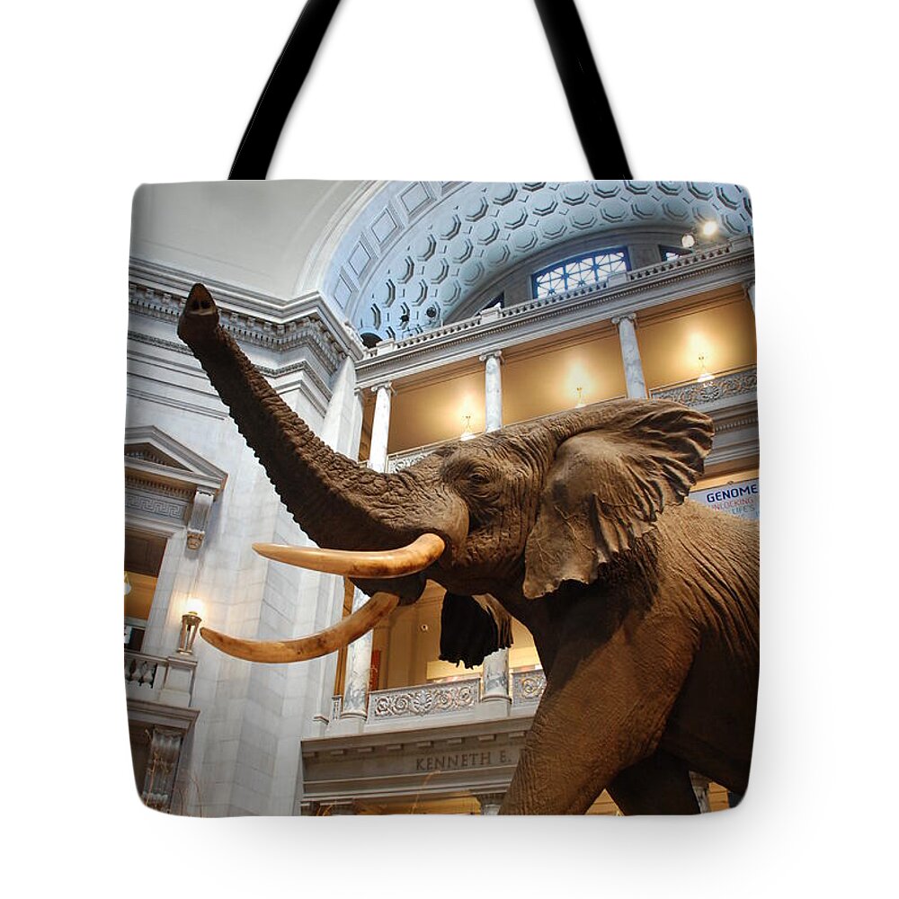 Bull Elephant Tote Bag featuring the photograph Bull Elephant in Natural History Rotunda by Kenny Glover