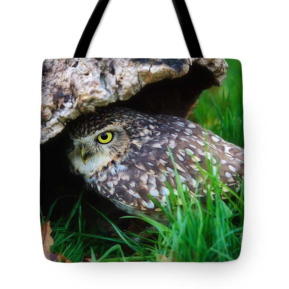 Closeup Tote Bag featuring the photograph Burrowing Owl #4 by Nick Biemans