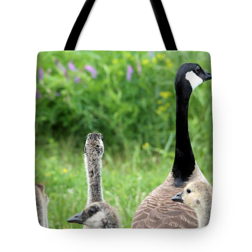 Mccombie Tote Bag featuring the photograph Canada Geese #3 by J McCombie
