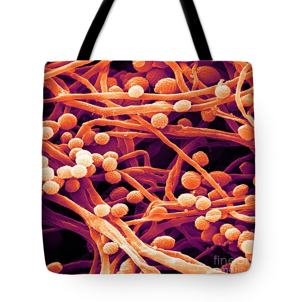 Candida Tote Bag featuring the photograph Candida, Sem #3 by David M. Phillips