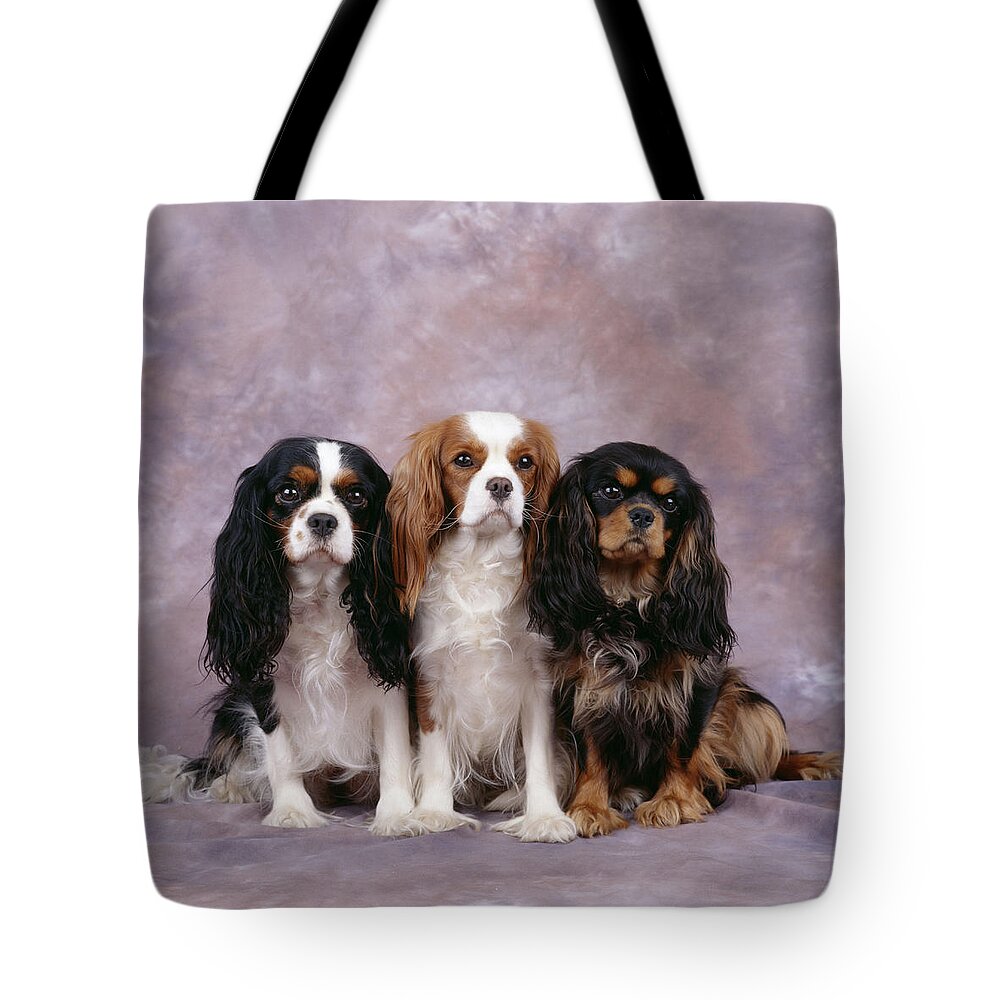 Dog Tote Bag featuring the photograph Cavalier King Charles Spaniels #3 by John Daniels