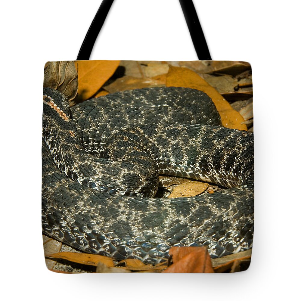 Fauna Tote Bag featuring the photograph Dusky Pigmy Rattlesnake #3 by Millard H. Sharp