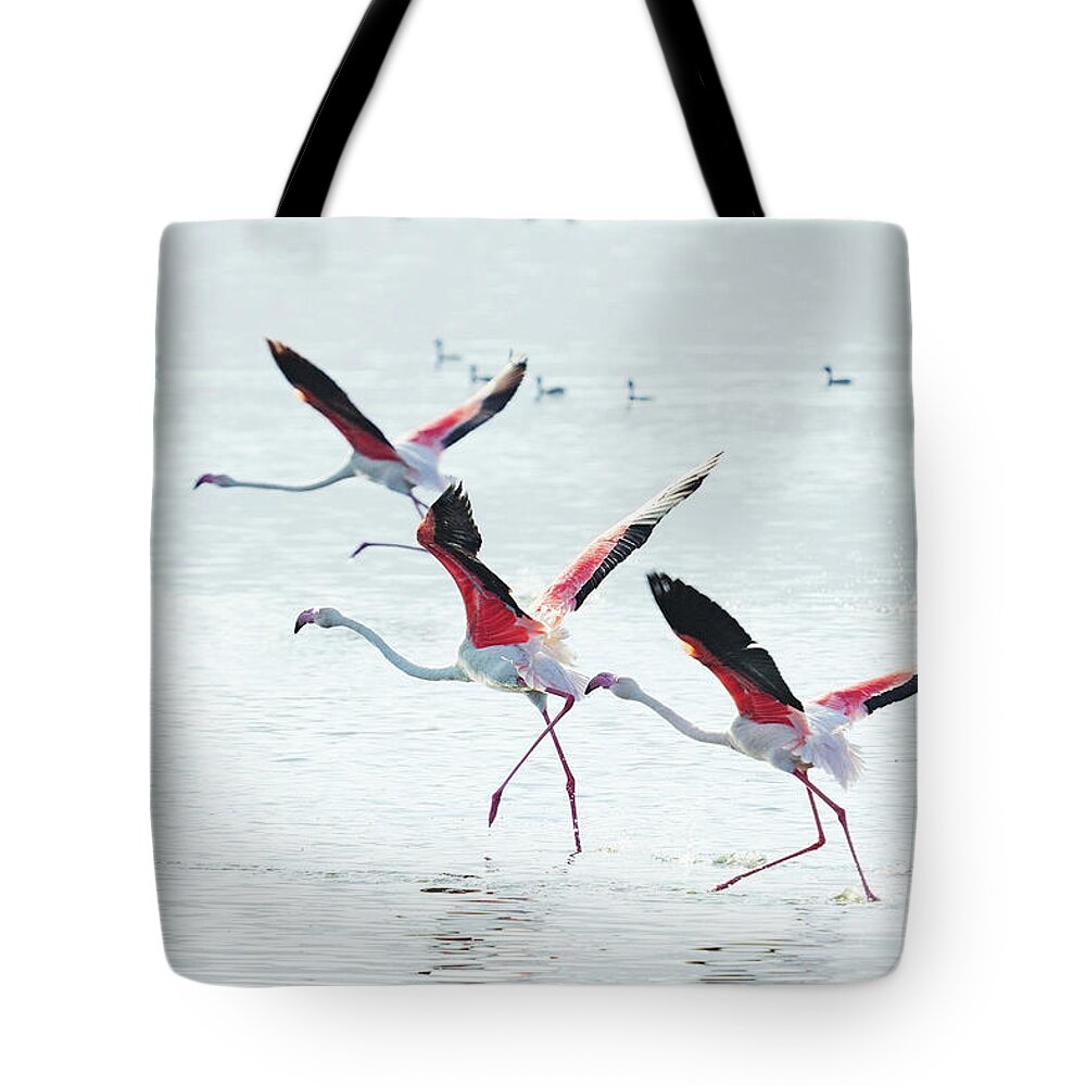 Kenya Tote Bag featuring the photograph Flying Flamingo #3 by Ivanmateev