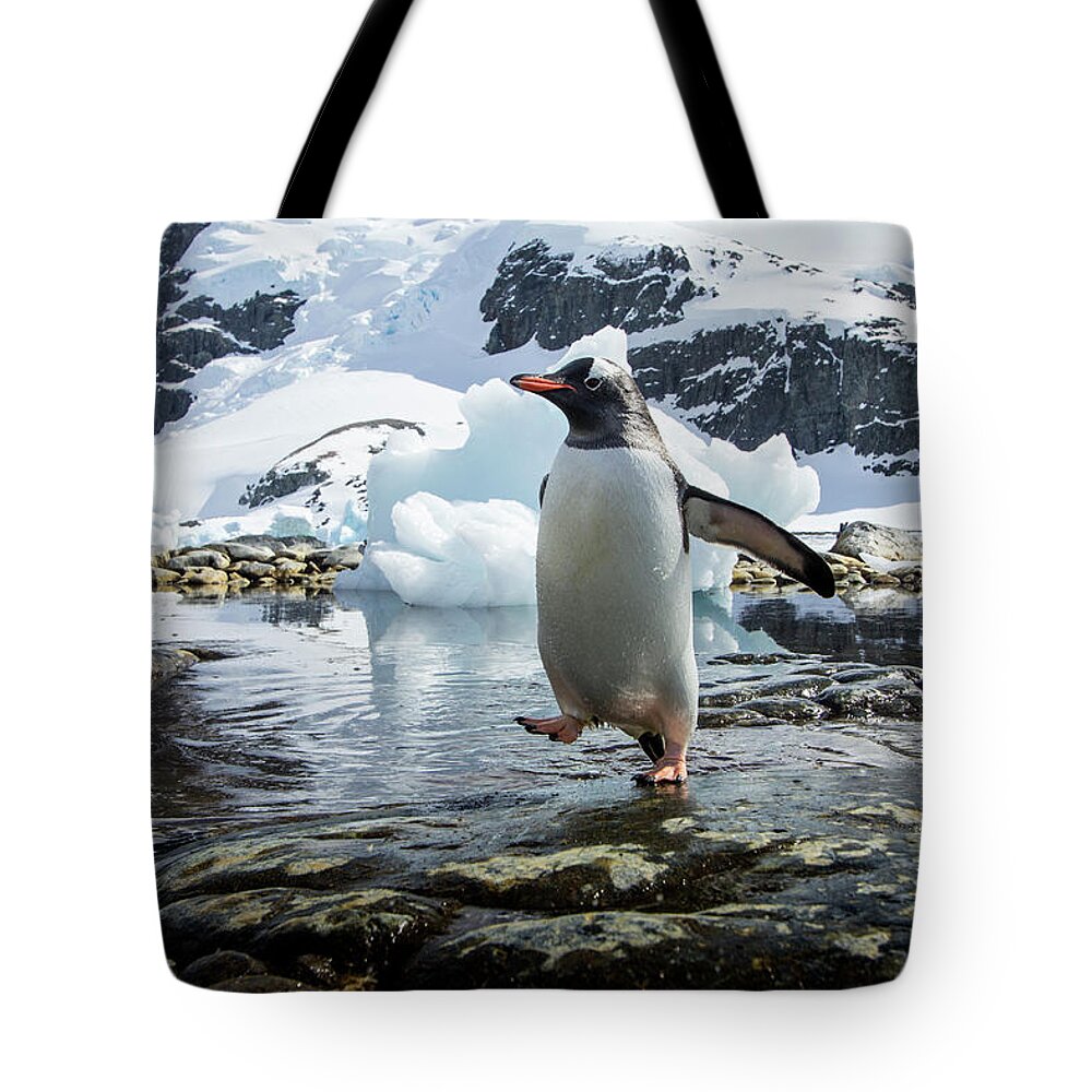 Water's Edge Tote Bag featuring the photograph Gentoo Penguin, Cuverville Island #3 by Paul Souders