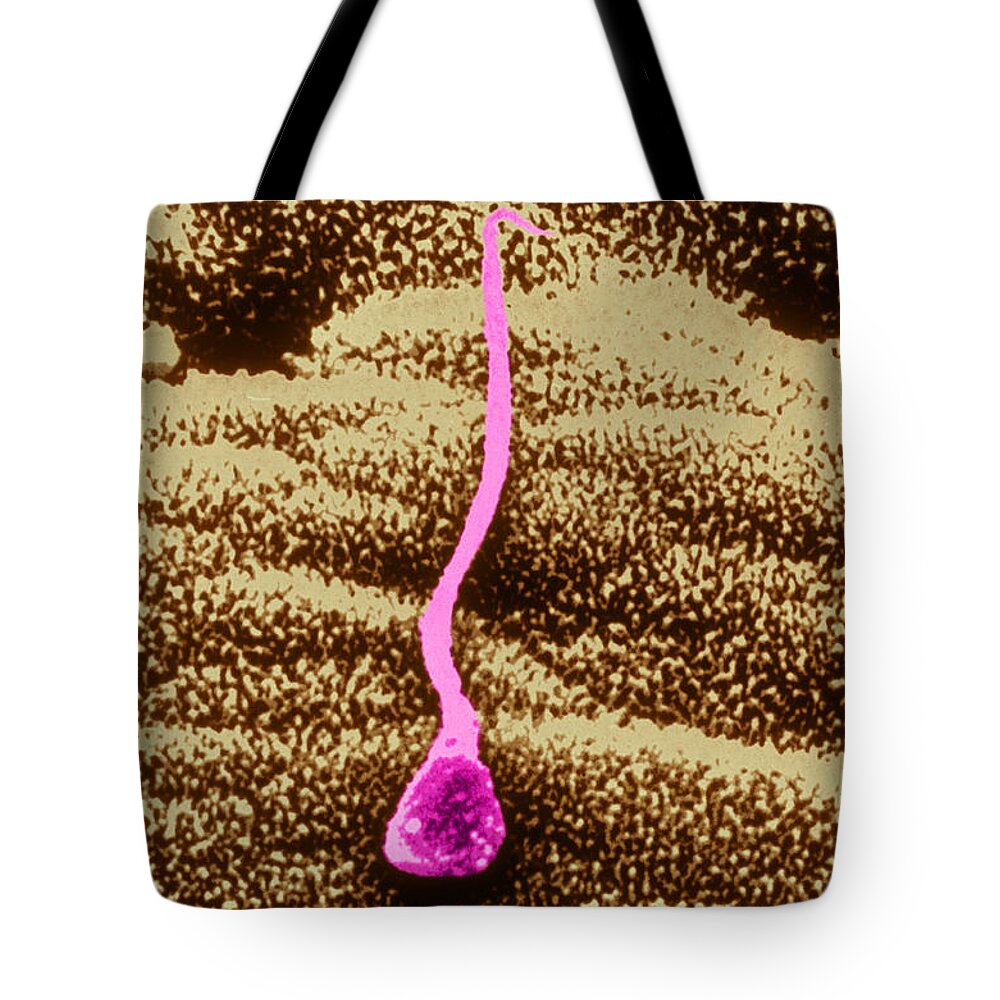 Dark Field Microscopy Tote Bag featuring the photograph Human Sperm In Uterus #3 by John Watney