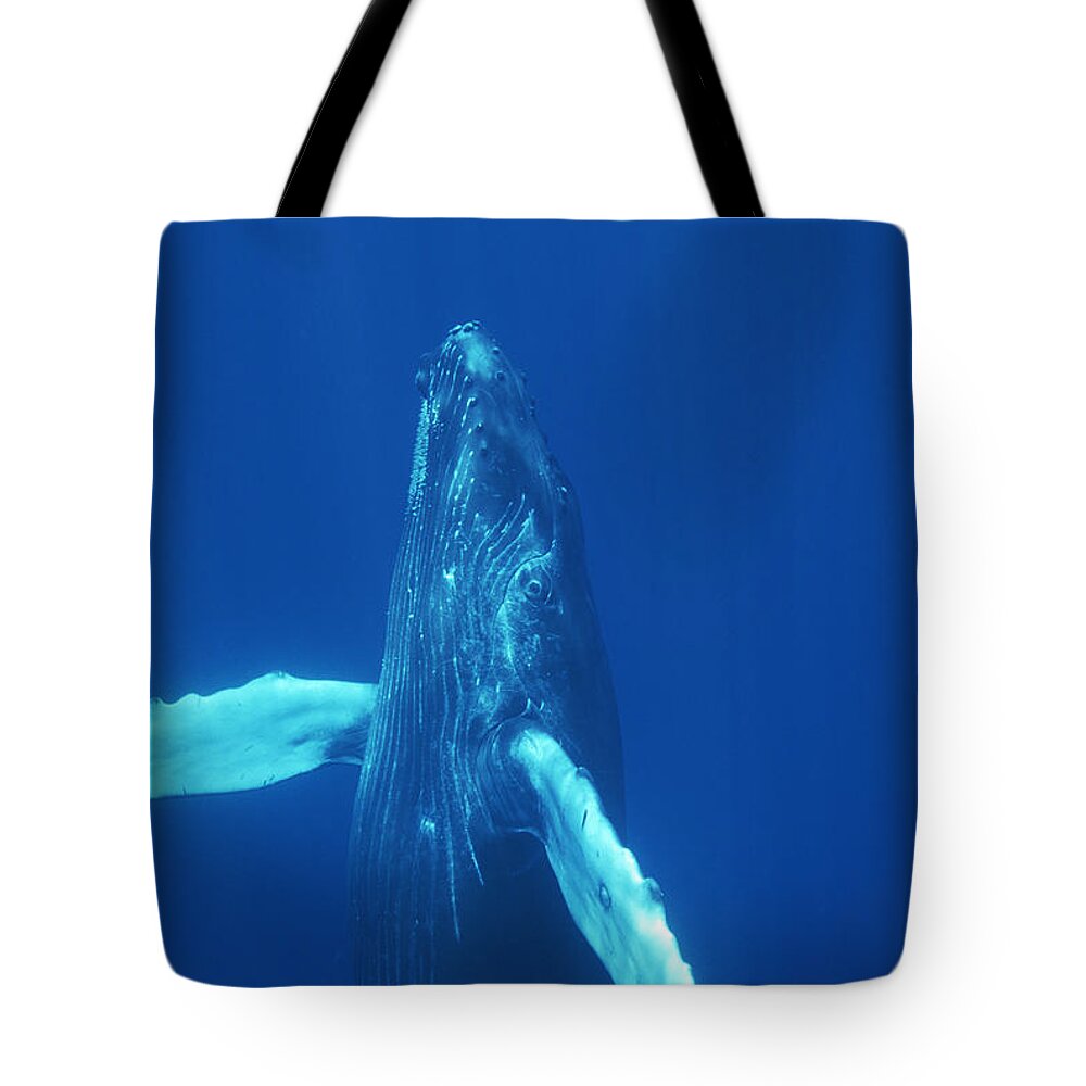 Feb0514 Tote Bag featuring the photograph Humpback Whale Curious Calf Maui Hawaii #3 by Flip Nicklin